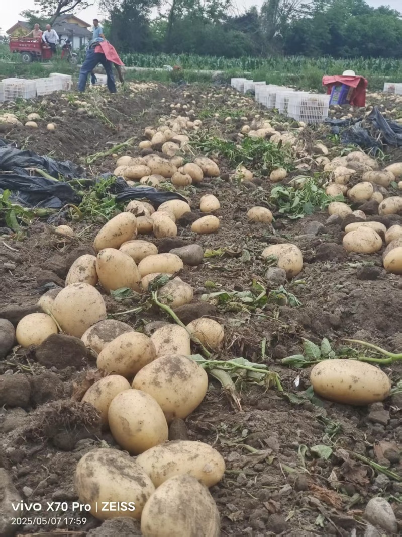 黄心土豆基地直发货源充足质量保障诚信为本欢迎来电