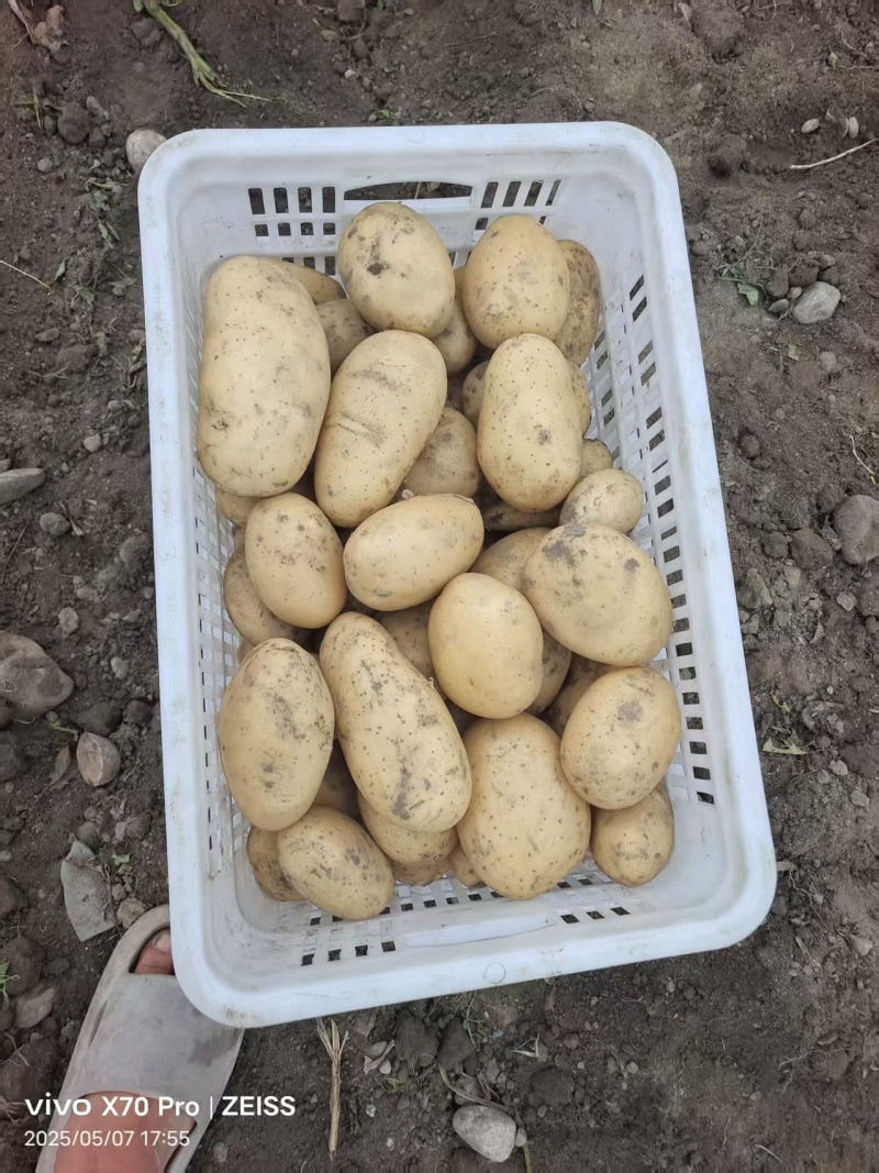 黄心土豆基地直发货源充足质量保障诚信为本欢迎来电