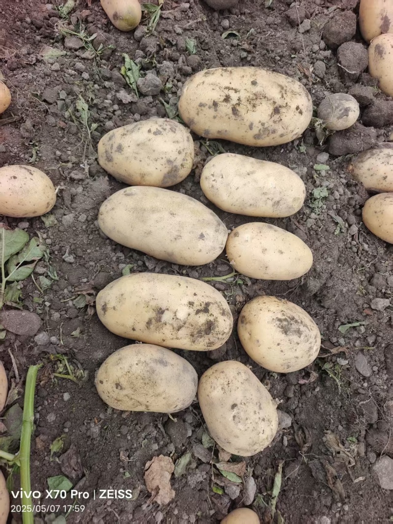 黄心土豆基地直发货源充足质量保障诚信为本欢迎来电