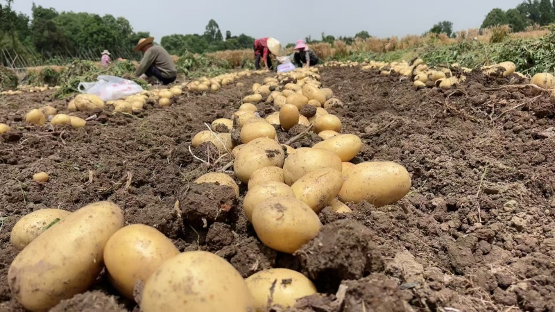 黄心土豆基地直发货源充足质量保障诚信为本欢迎来电