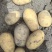 黄心土豆基地直发货源充足质量保障诚信为本欢迎来电