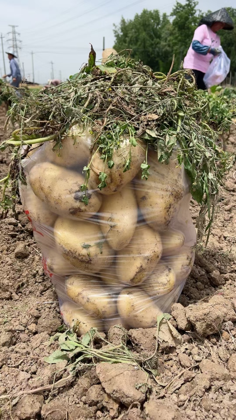 黄心土豆基地直发货源充足质量保障诚信为本欢迎来电
