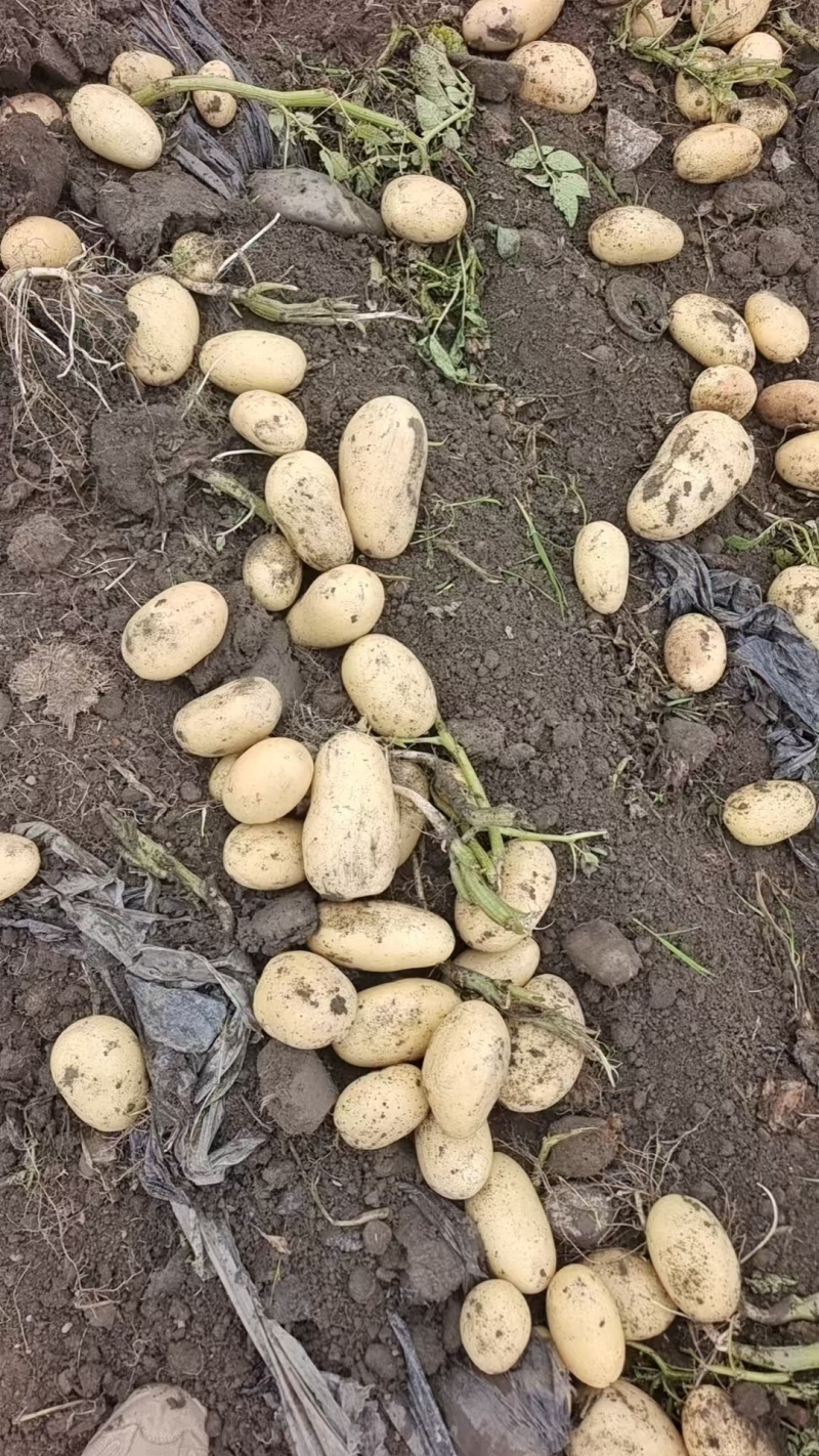 黄心土豆基地直发货源充足质量保障诚信为本欢迎来电