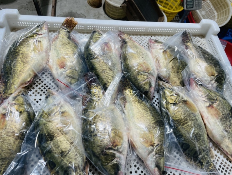 鲜活速冻季花鱼桂鱼鳜鱼产地直发独立包装质量保正