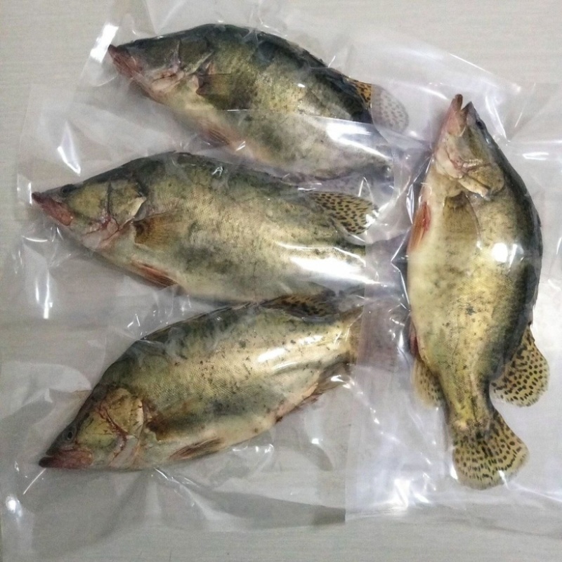 鲜活速冻季花鱼桂鱼鳜鱼产地直发独立包装质量保正