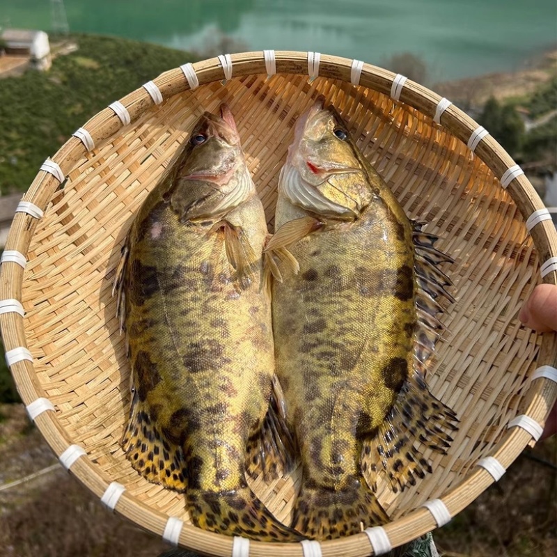 鲜活速冻季花鱼桂鱼鳜鱼产地直发独立包装质量保正