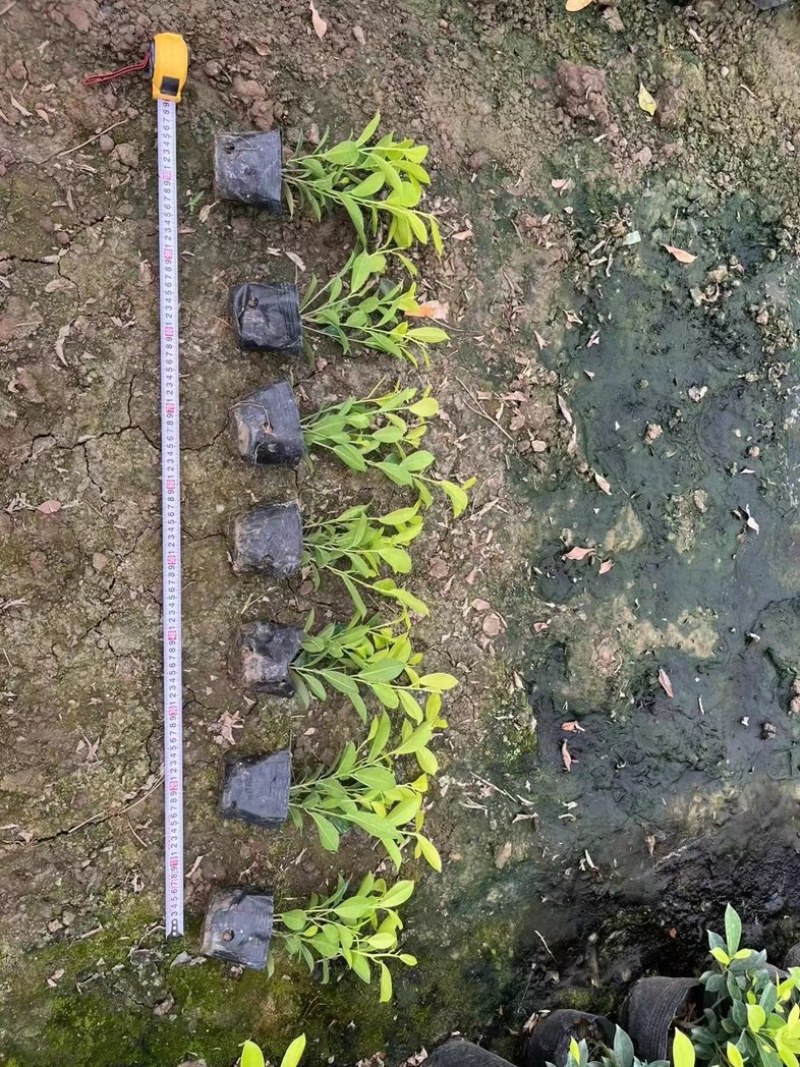 黄金榕小苗地被苗出售