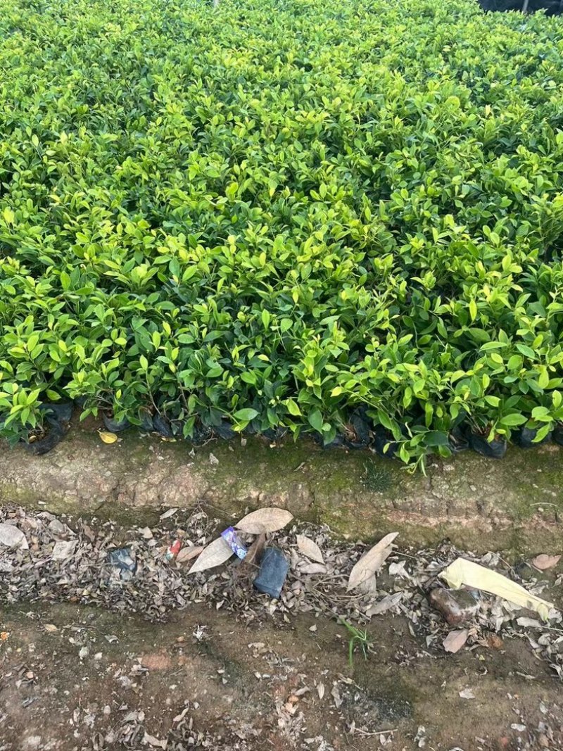 黄金榕小苗地被苗出售