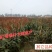 抗虫酿酒专用糯高粱冀酿2号，高粱价格高矮杆大穗产量高