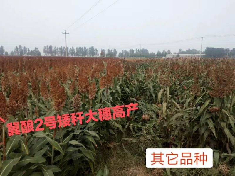 抗虫酿酒专用糯高粱冀酿2号，高粱价格高矮杆大穗产量高