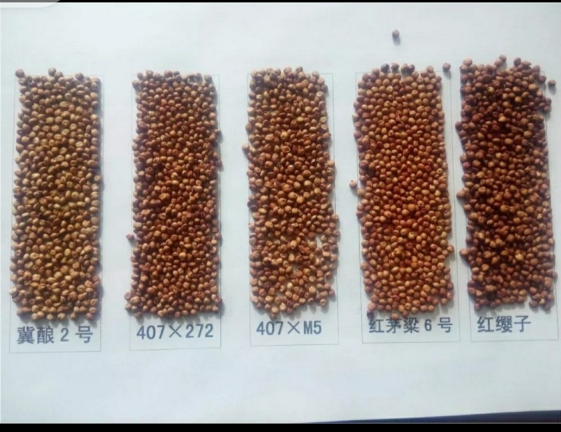 抗虫酿酒专用糯高粱冀酿2号，高粱价格高矮杆大穗产量高