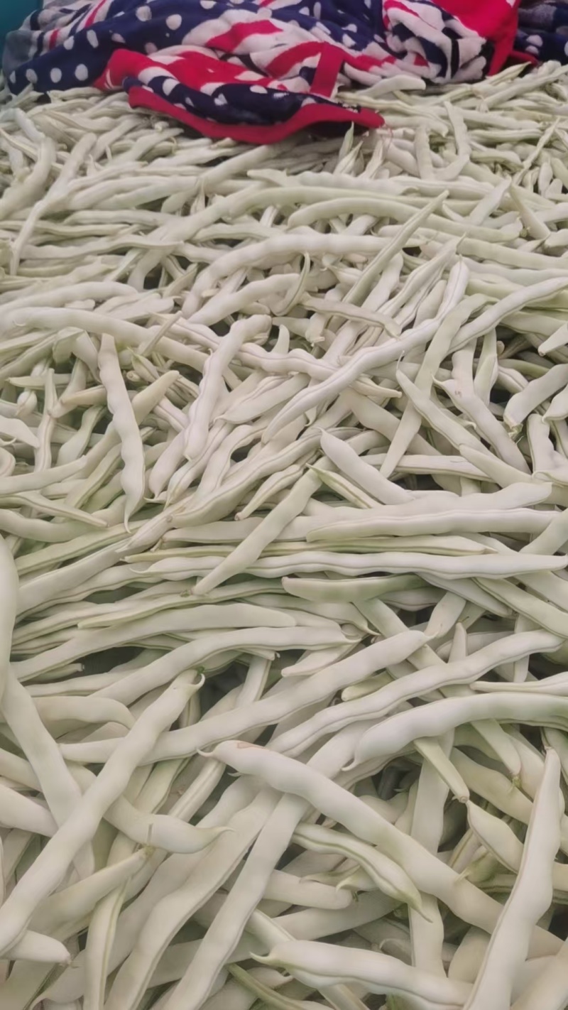 河南芸豆，白不老，品质好，视频看货，线上保障交易