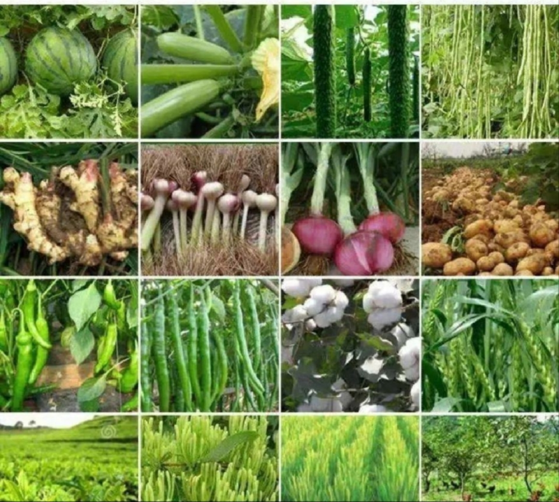 《根腐专用》微生物菌剂，有机质50%10亿活菌