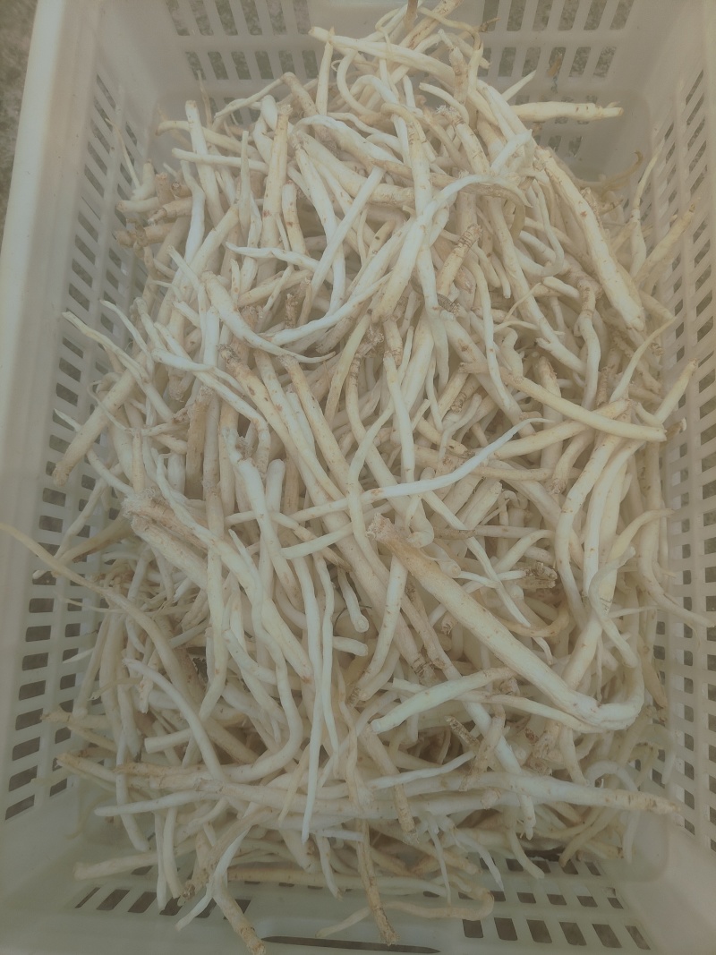 川明参