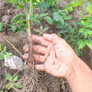 大量树仔菜苗出售