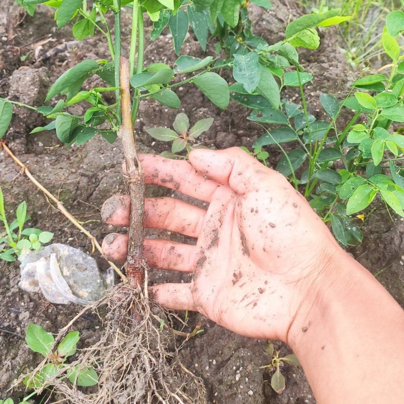 大量树仔菜苗出售