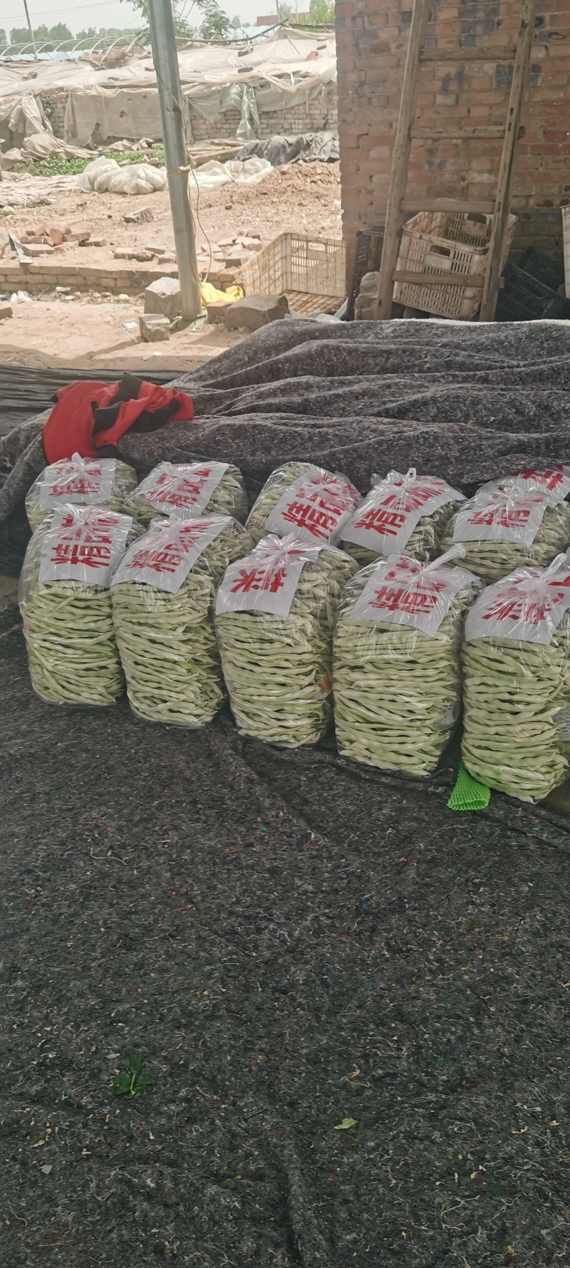河南芸豆，白不老，基地直供。视频看货，线上保障交易。