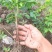 大量树仔菜苗出售