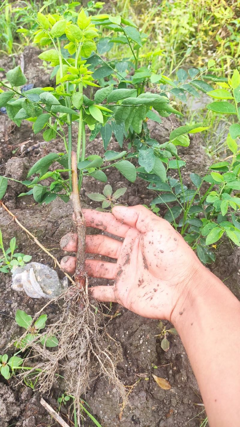 大量树仔菜苗出售