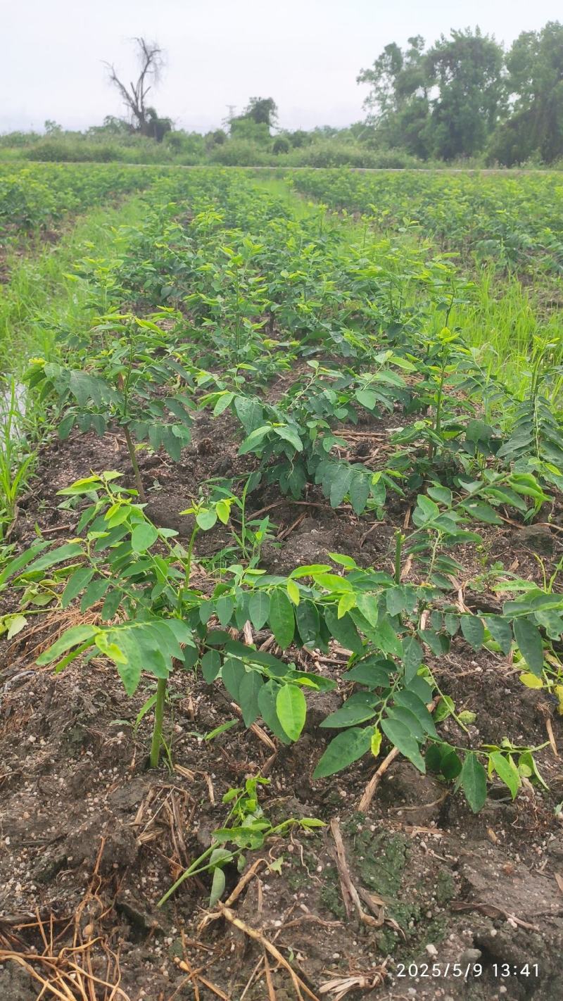 大量树仔菜苗出售