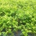 大量树仔菜苗出售