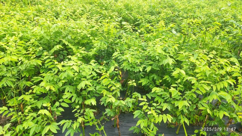 大量树仔菜苗出售