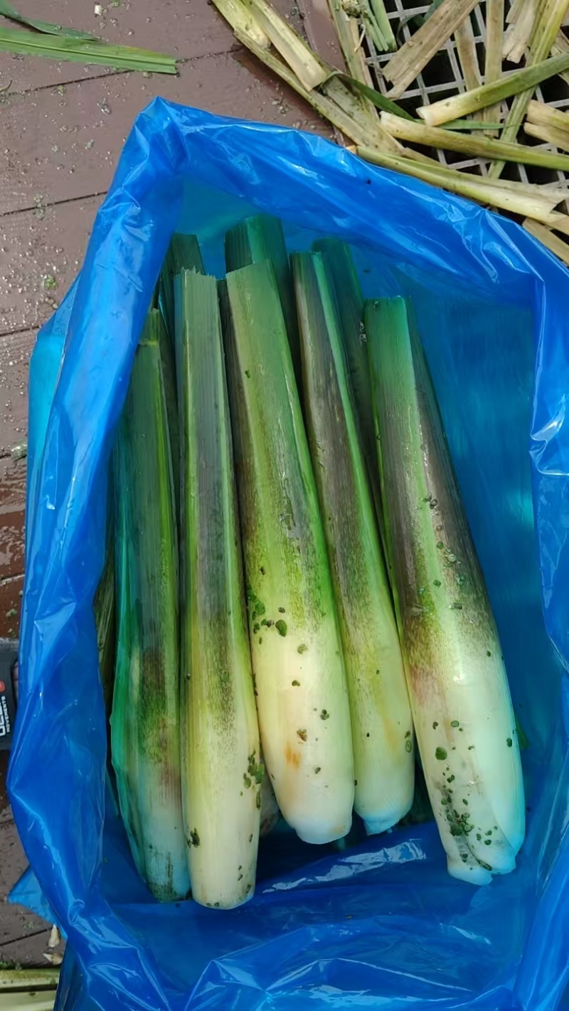 电商茭白，精品茭白大量供应