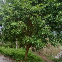 实力推荐湖南桂花树/四季桂花树/根系发达成活率高