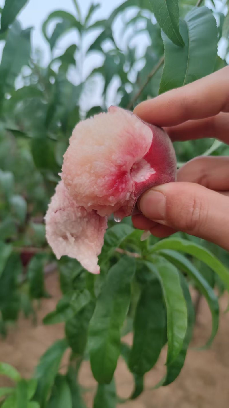 一件代发精品云南早红桃脆甜多汁红宝石蜜桃弥勒产区现摘现发