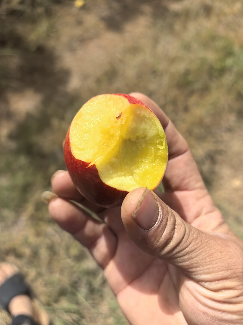湖北金雷518油桃大量有货，甜度高，果肉脆，对接超市电商