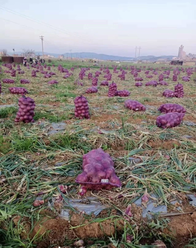 河西二红洋葱大量上市，大量供应电商，市场货，