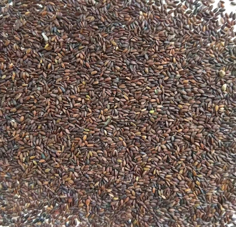 荆芥子黑芥子