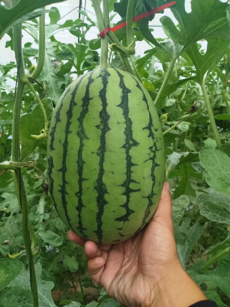 精品2K吊瓜大量上市大量有货欢迎联系