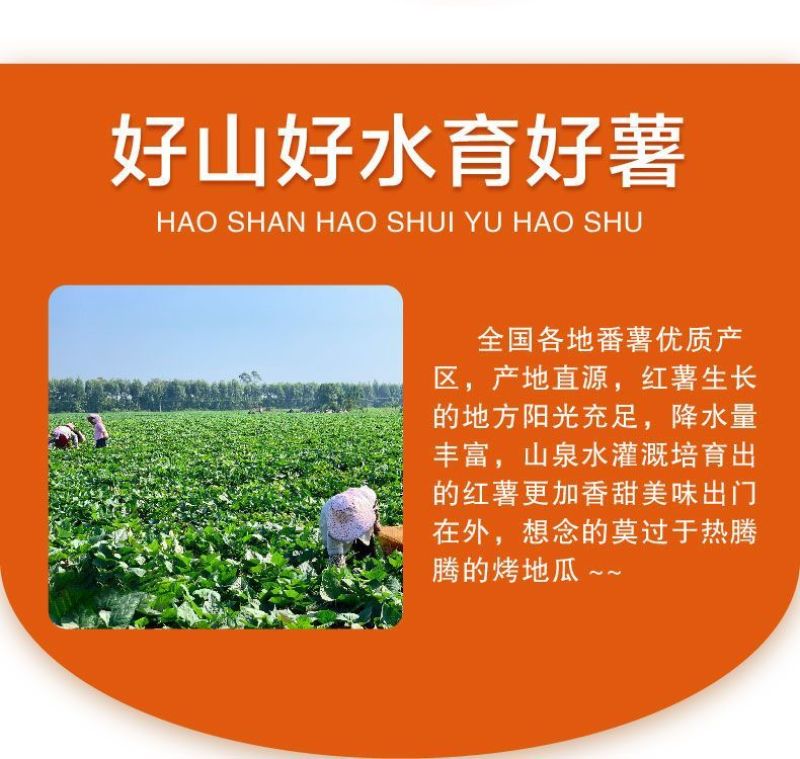 正宗西瓜红暑地瓜蜜薯烤烟薯
