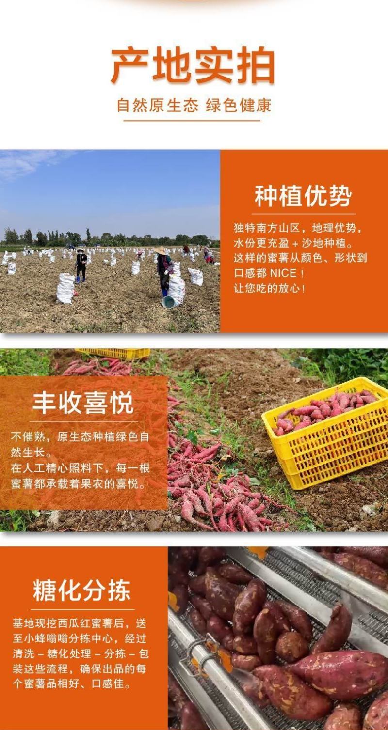 正宗西瓜红暑地瓜蜜薯烤烟薯