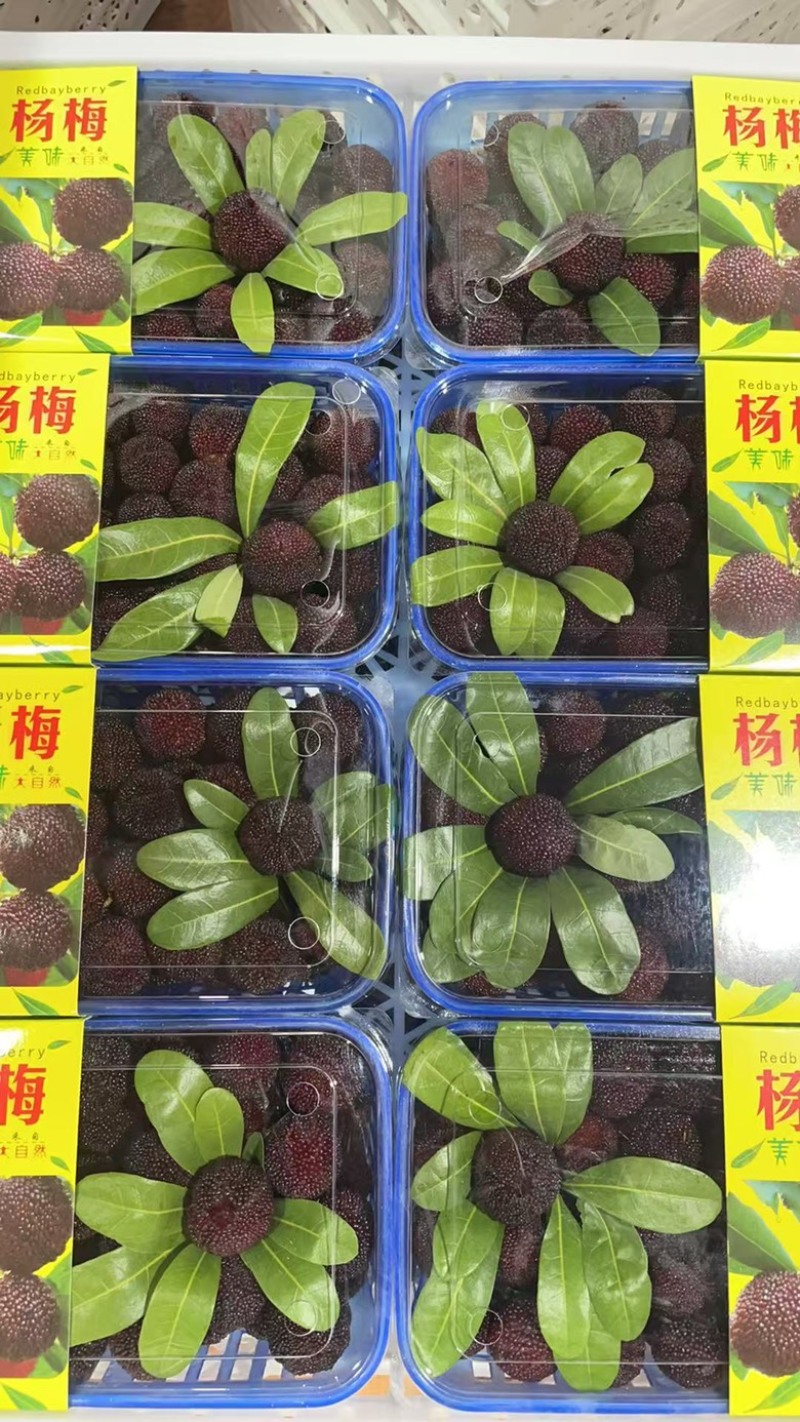 石屏杨梅