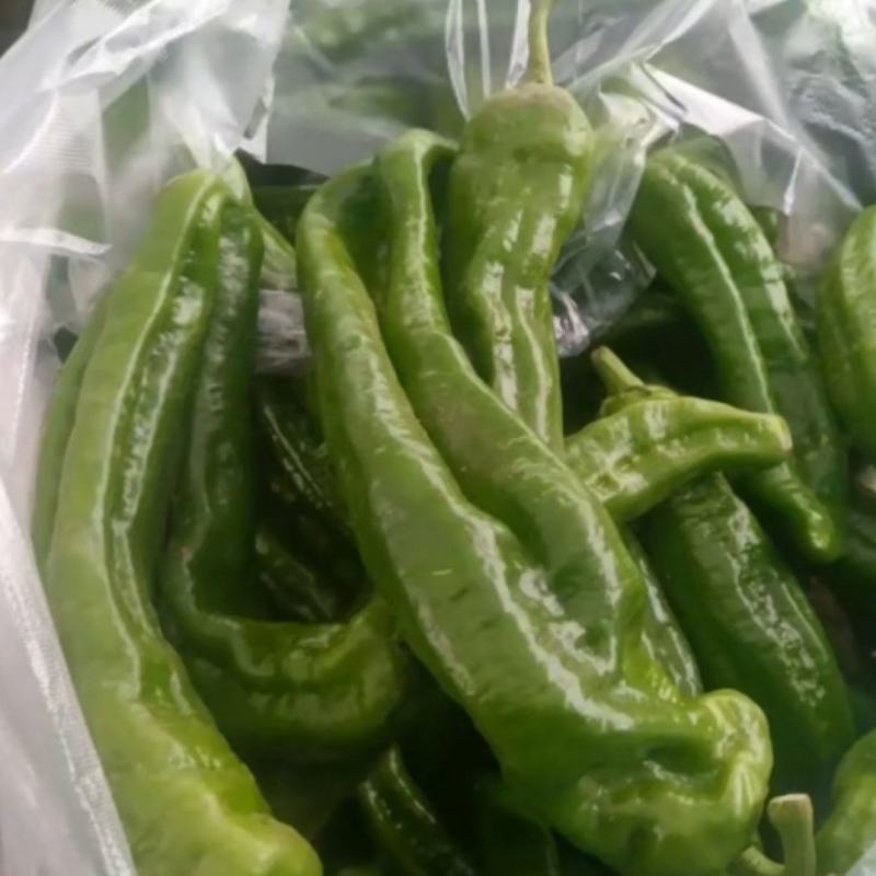 历史40年，3000亩蔬菜大棚种植基地，货源充足