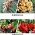 微量元素水溶肥硼锌锰铁镁钙硅