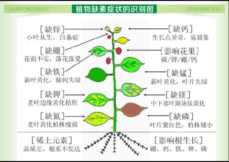 微量元素水溶肥硼锌锰铁镁钙硅