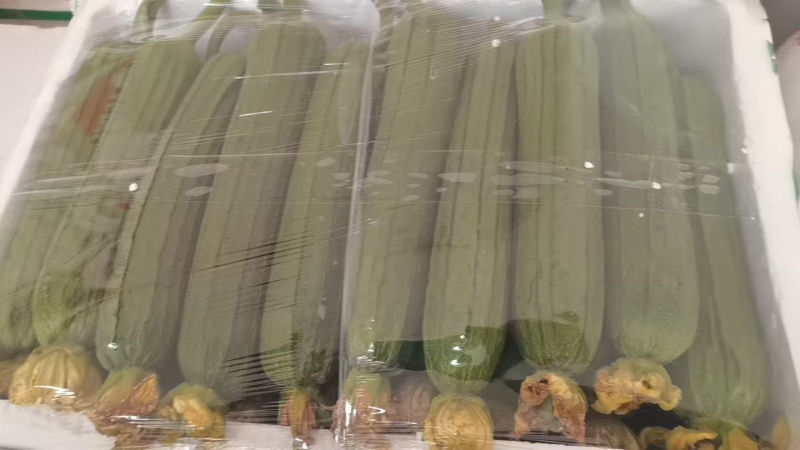 浙江丝瓜鲜花丝瓜肉丝瓜油皮丝瓜基地直供量大优全国发