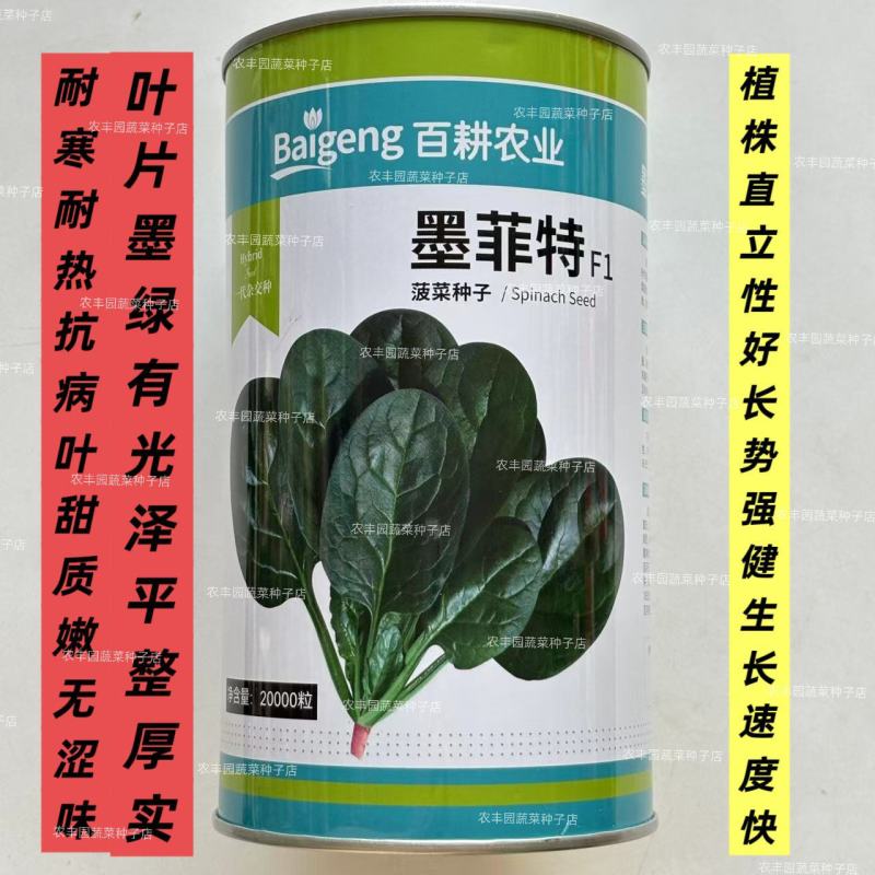 墨菲特菠菜种子耐寒耐热抗病叶甜质嫩菠菜种子叶片墨绿无涩味
