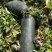 黑金刚黑皮冬瓜种子大果型杂交实心黑皮冬瓜种子高产耐运输