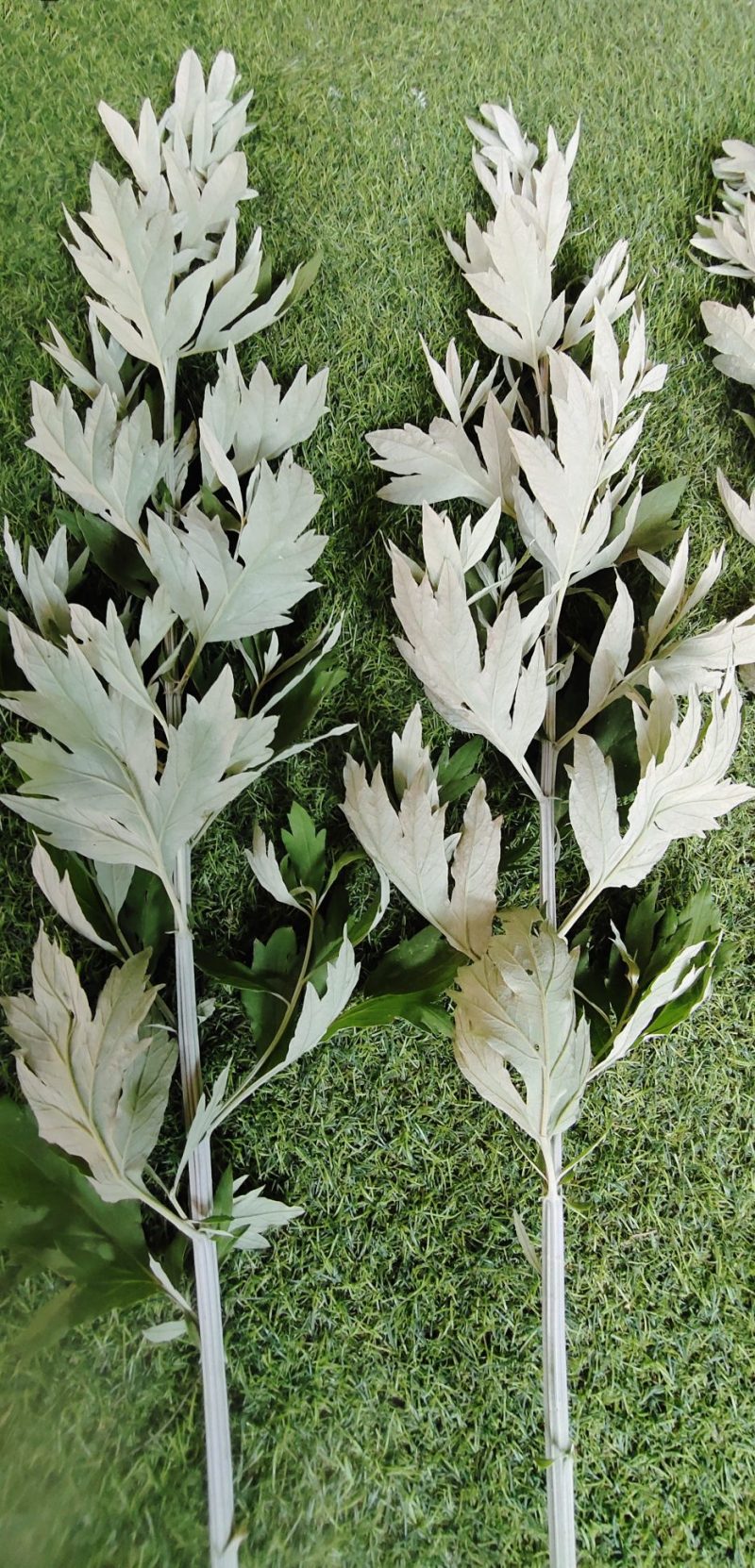 端午节挂门鲜艾草定制