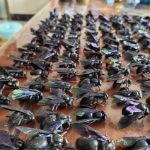 竹蜂盐竹蜂按个卖活蜂现腌制品质保障量大从优