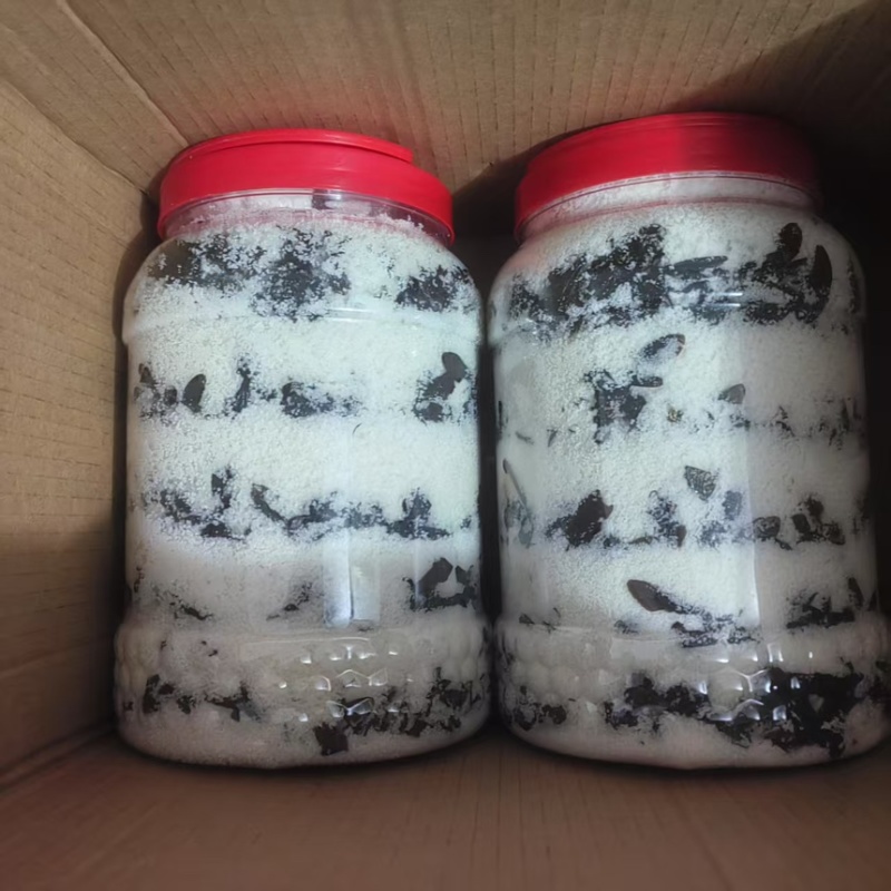 竹蜂盐竹蜂按个卖活蜂现腌制品质保障量大从优