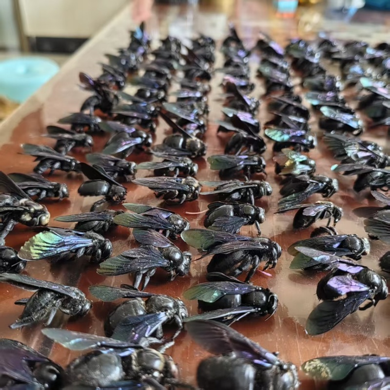 竹蜂盐竹蜂按个卖活蜂现腌制品质保障量大从优