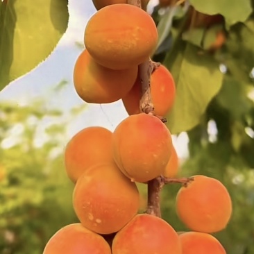 新疆吊干杏