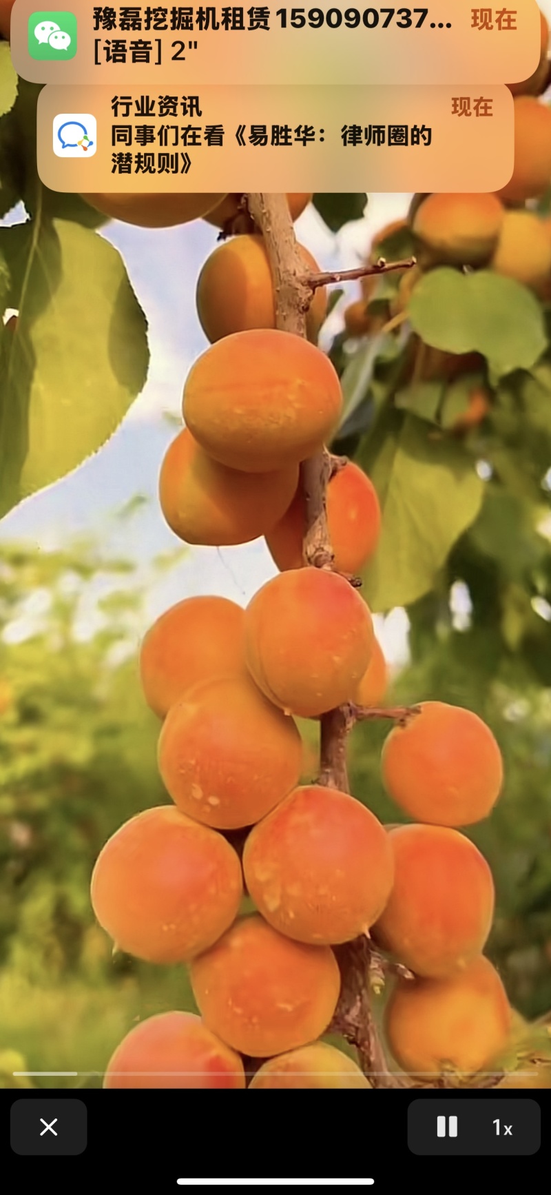 新疆吊干杏