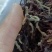 玉兰花