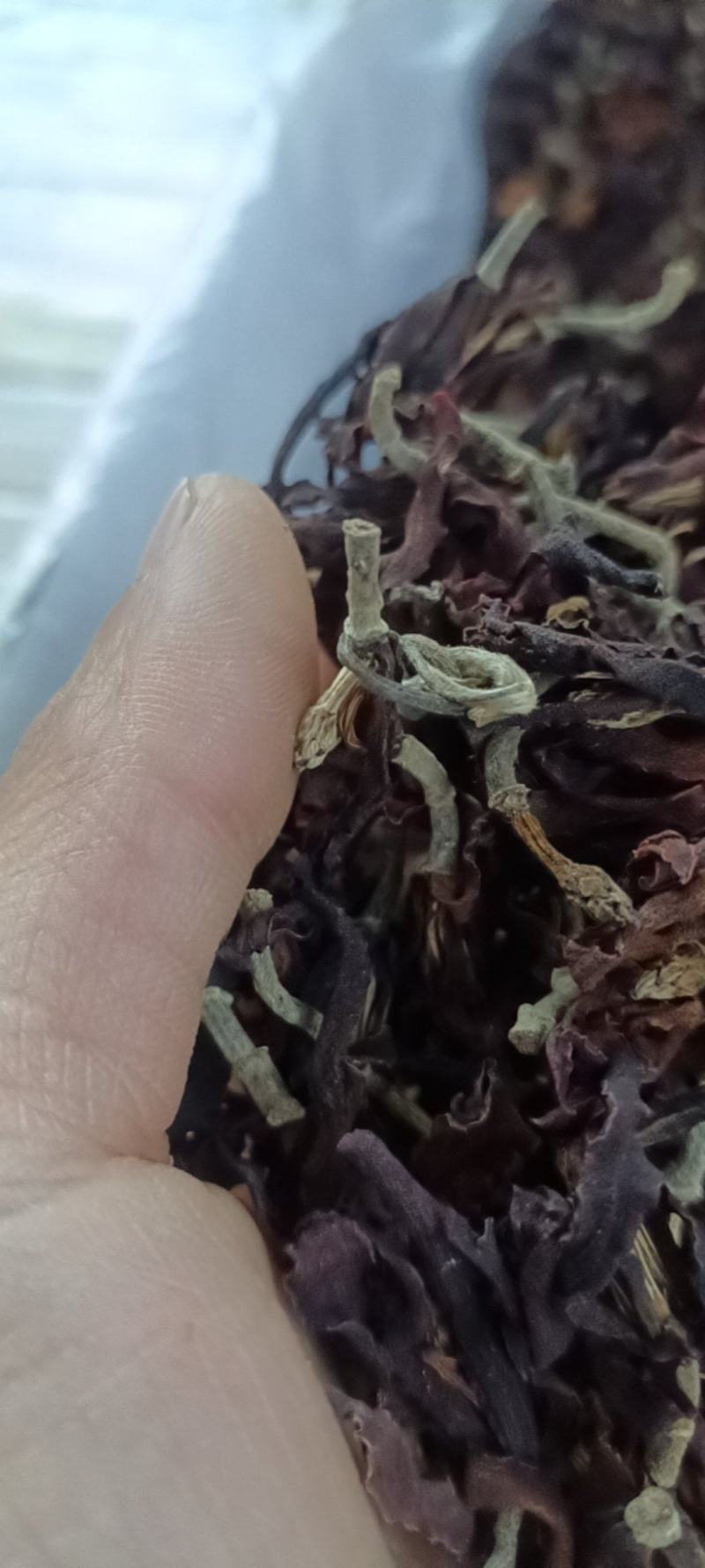 玉兰花